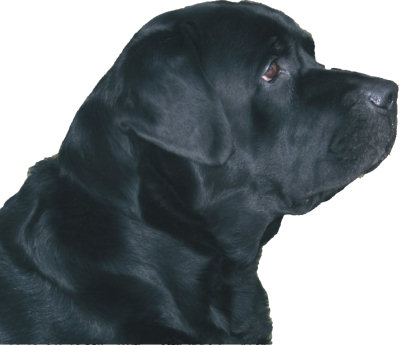 Labrador Retriver