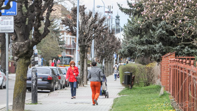 Wybory do rad dzielnic i osiedli