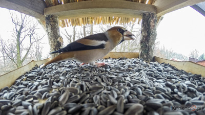 Zimowe ptakoliczenie