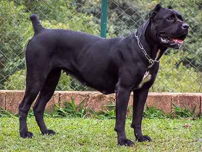 Cane
