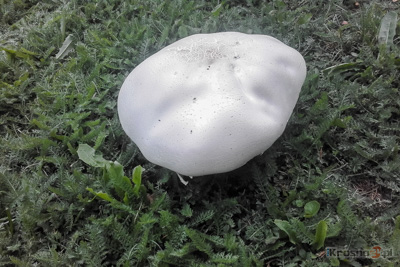 Gigantyczna pieczarka