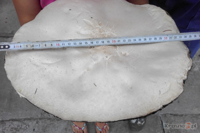 Gigantyczna pieczarka