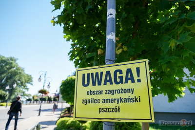 Zgnilec amerykaski