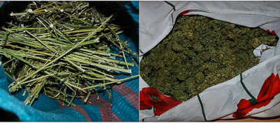 Marihuana