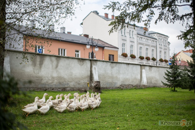 Ogrd kapucynw